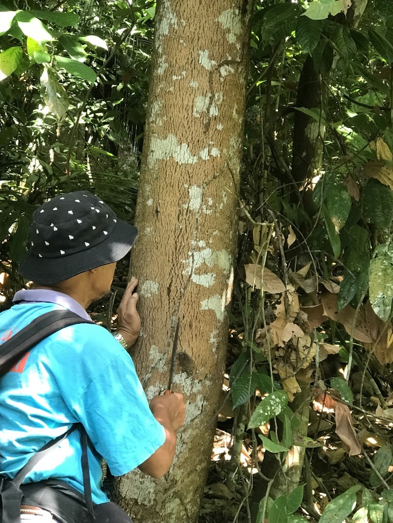 Balakata baccata photo 3