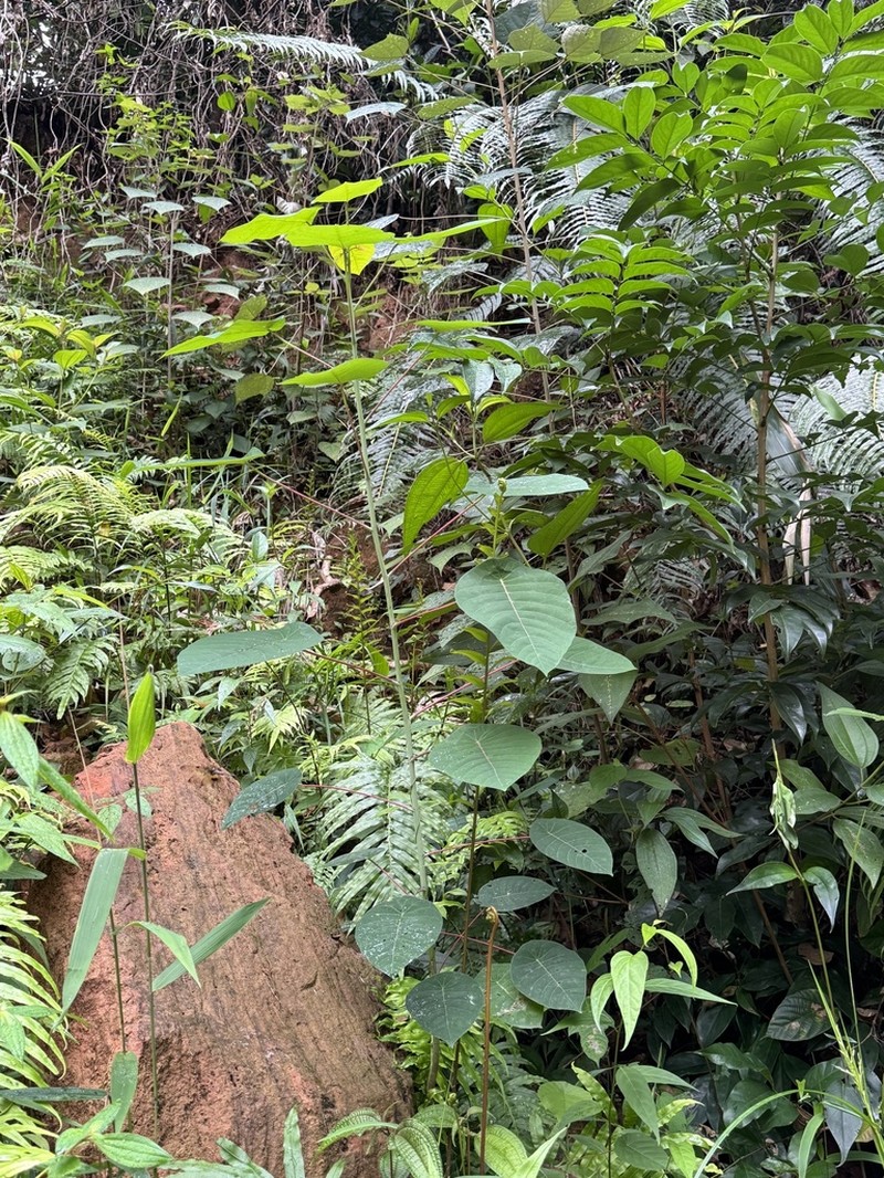 Balakata baccata photo 4
