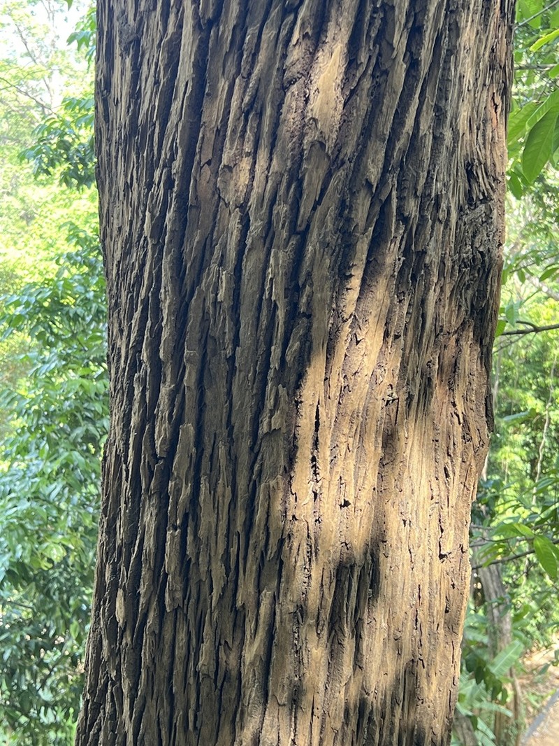 Balakata baccata photo 5