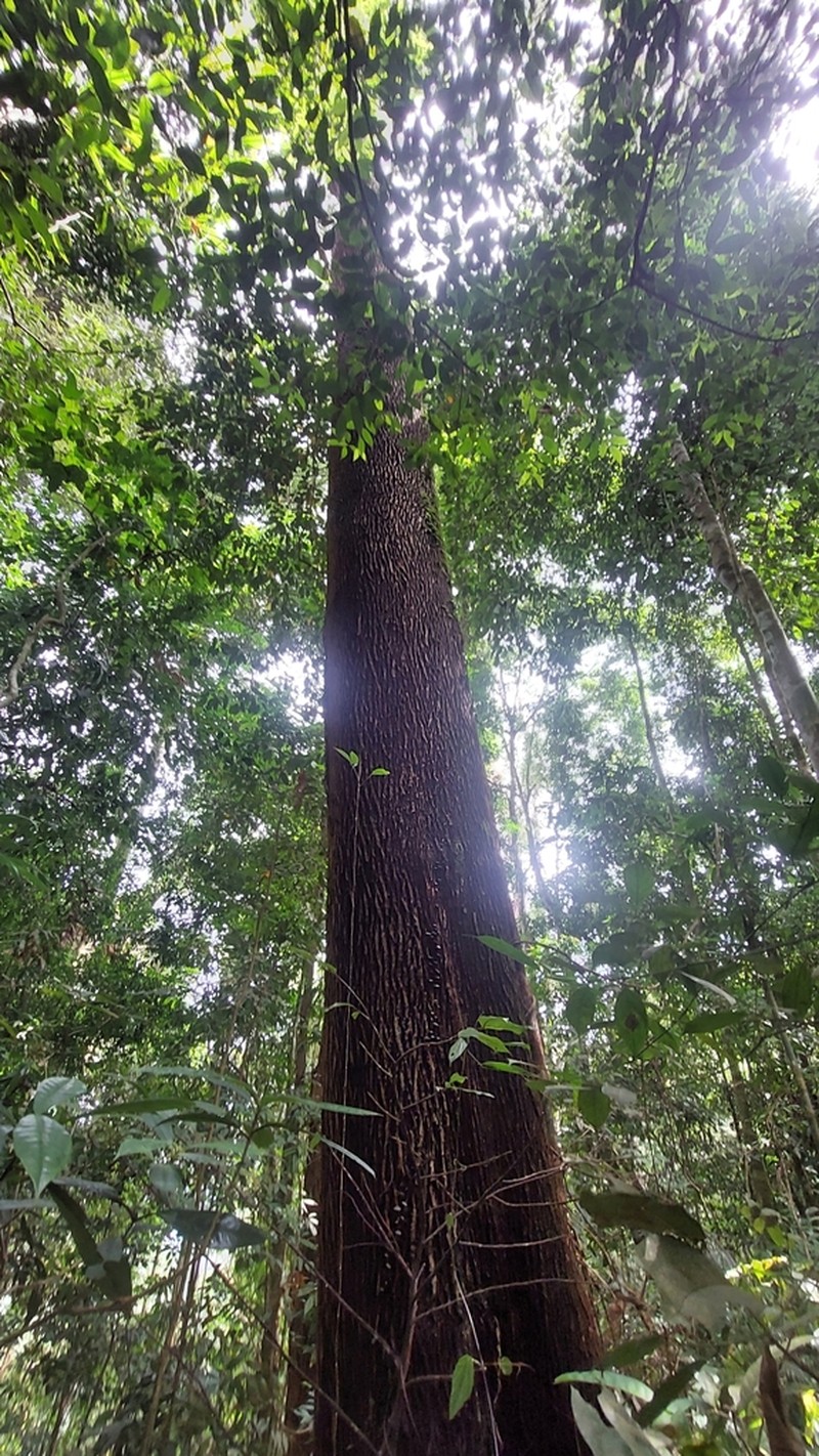 Balakata baccata photo 6