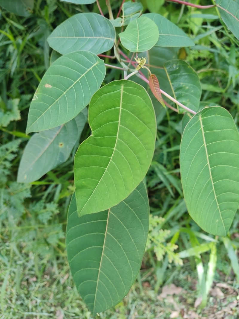 Balakata baccata photo 7