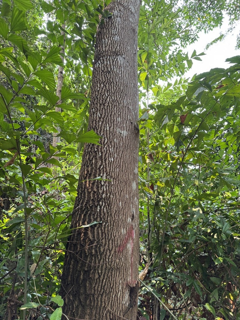 Balakata baccata photo 8