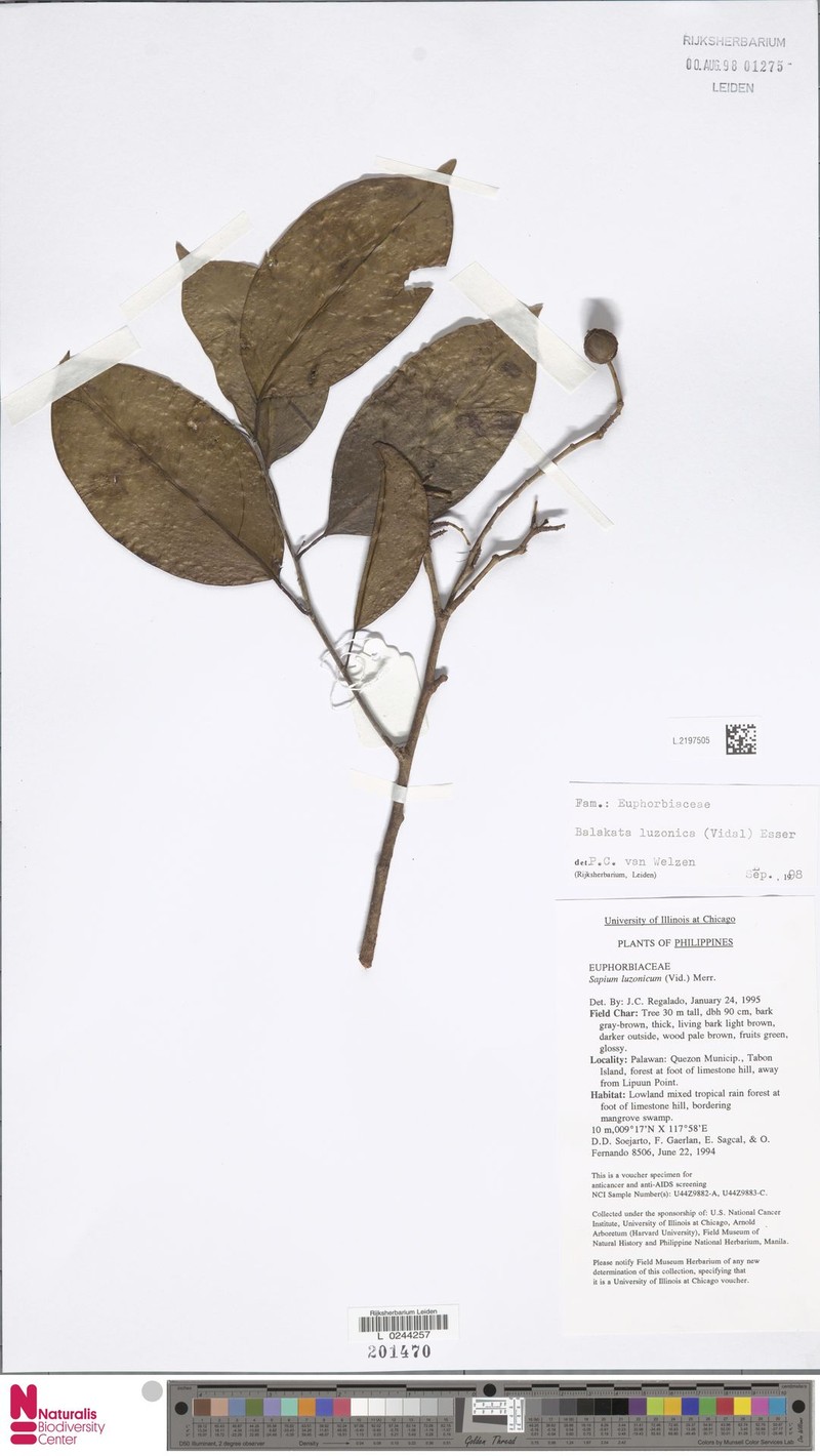 Balakata luzonica