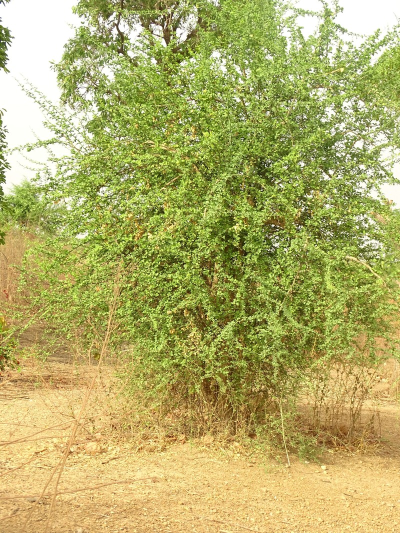 Balanites aegyptiaca var. aegyptiaca