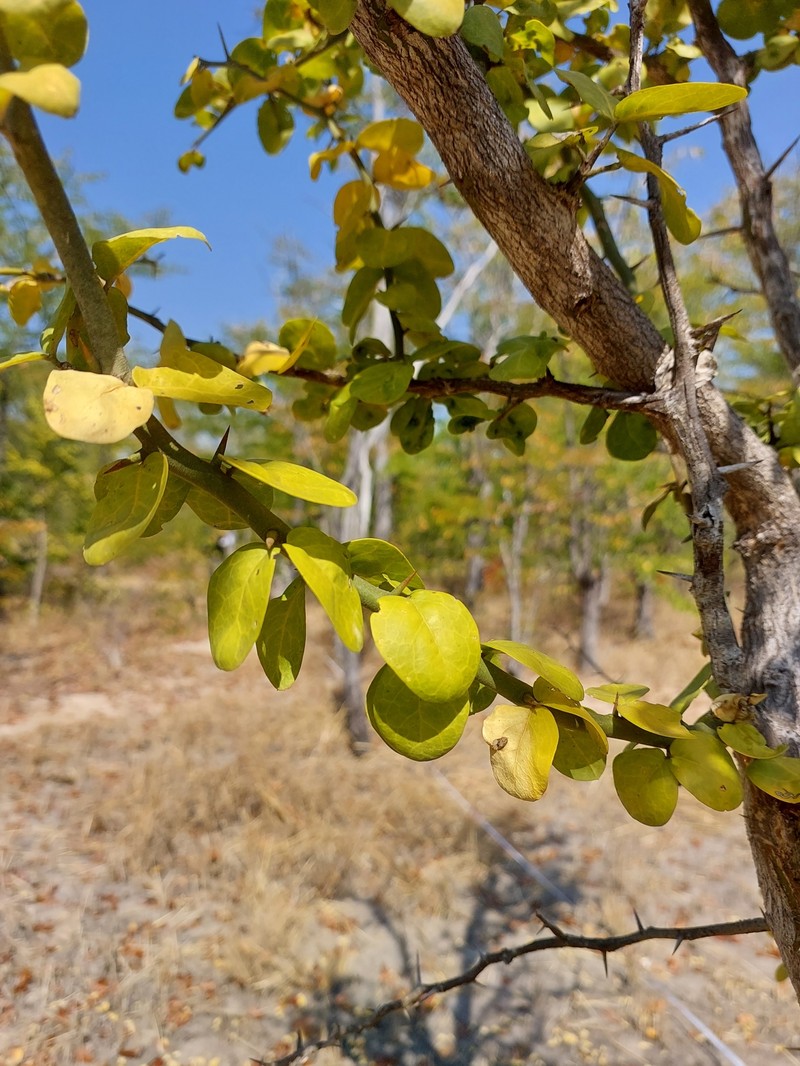 Balanites aegyptiaca var. aegyptiaca photo 2