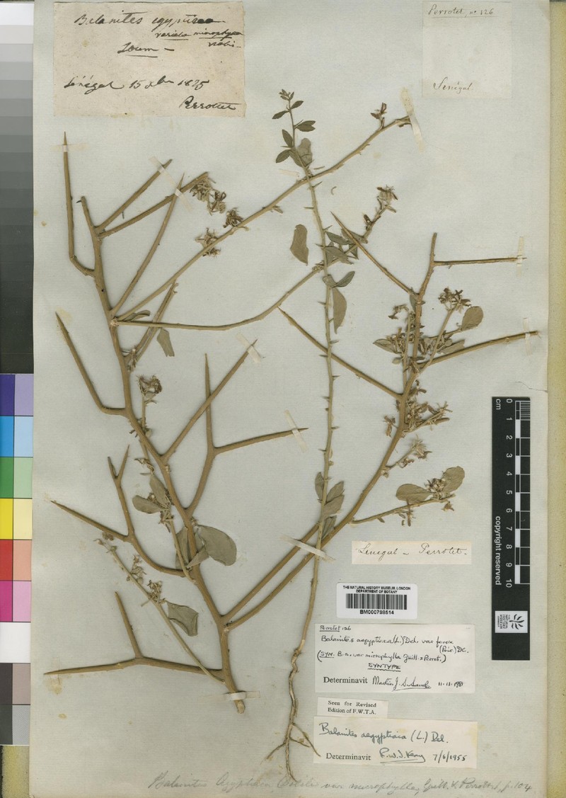 Balanites aegyptiaca var. ferox