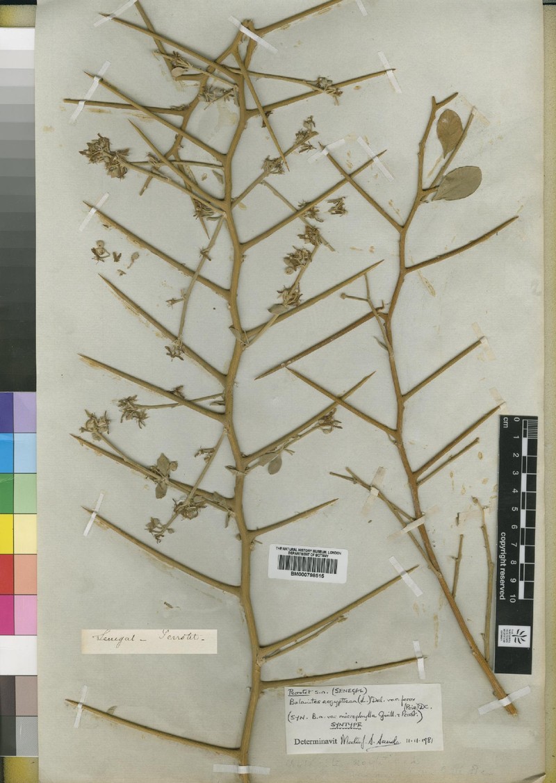 Balanites aegyptiaca var. ferox photo 2