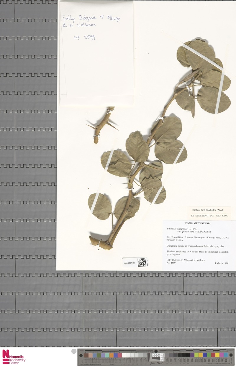 Balanites aegyptiaca var. quarrei