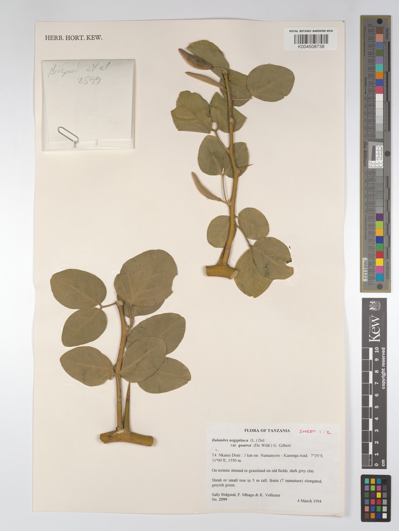 Balanites aegyptiaca var. quarrei photo 2