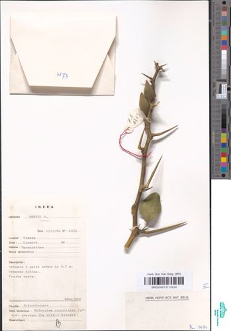 Balanites aegyptiaca var. quarrei photo 3