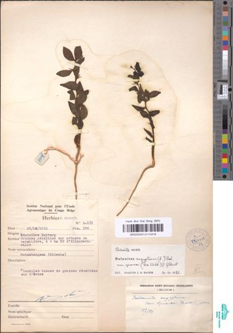 Balanites aegyptiaca var. quarrei photo 4