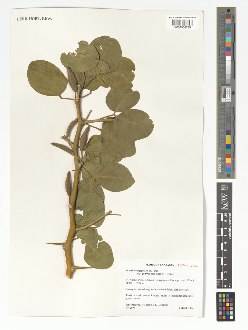 Balanites aegyptiaca var. tomentosa