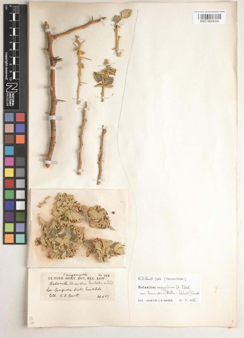 Balanites aegyptiaca var. tomentosa photo 2