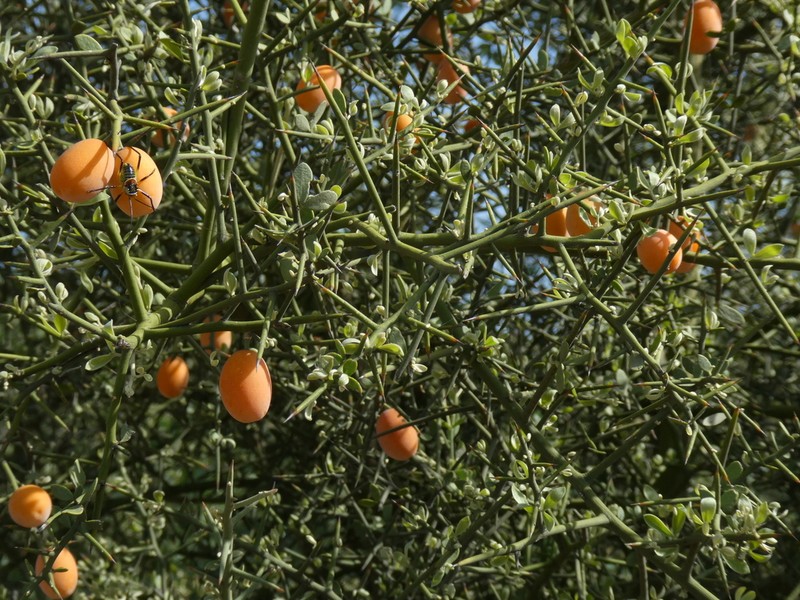 Balanites angolensis