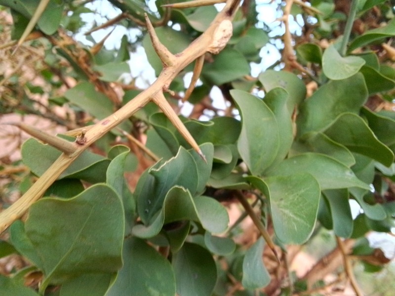 Balanites angolensis photo 3