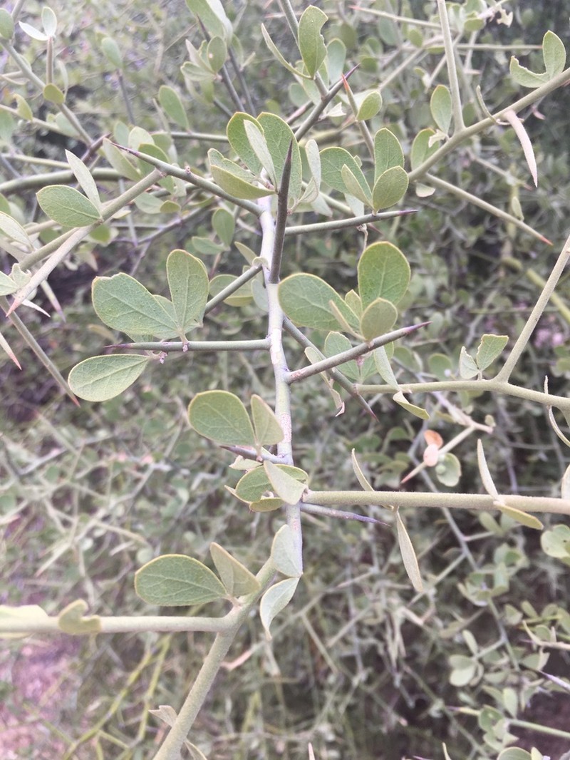 Balanites angolensis photo 6