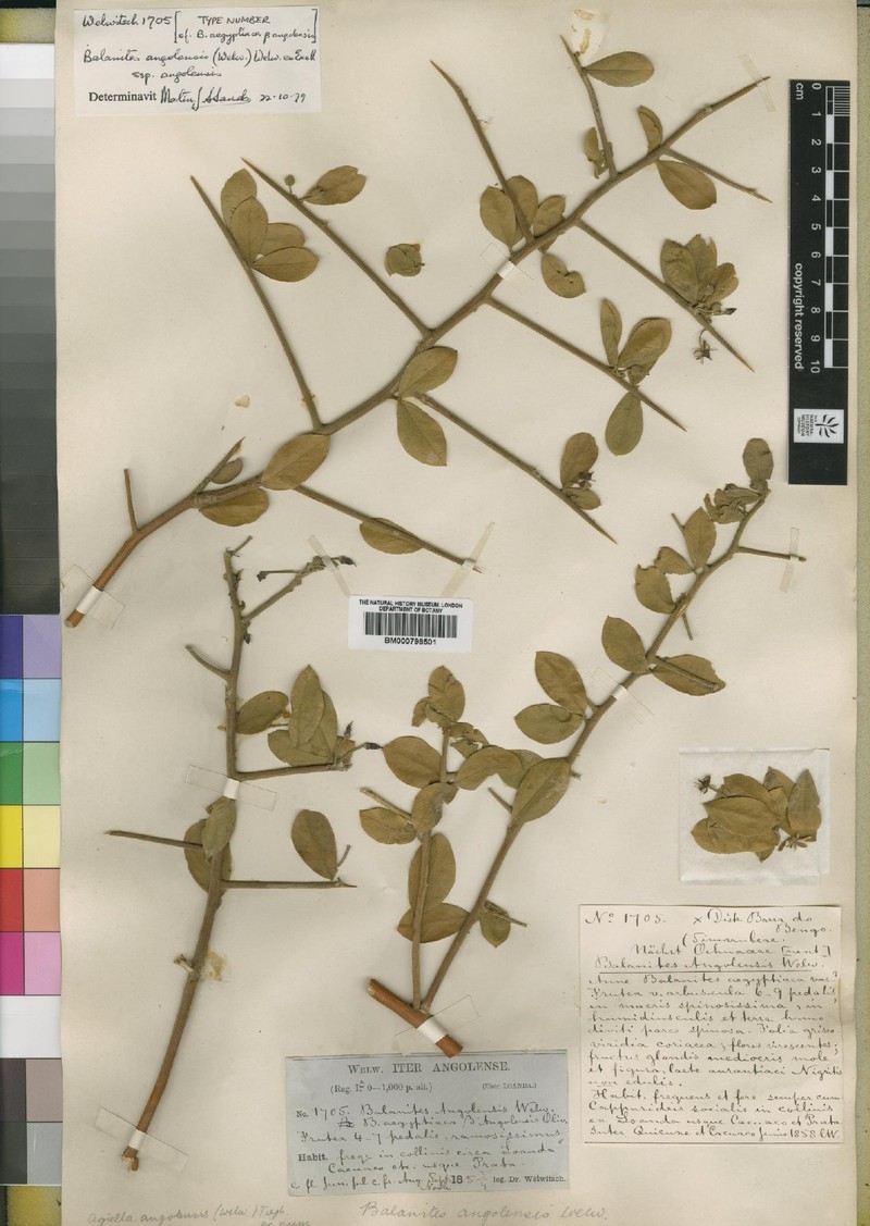 Balanites angolensis subsp. angolensis
