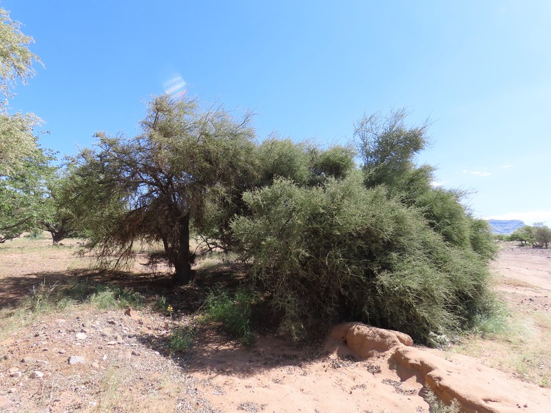 Balanites angolensis subsp. welwitschii