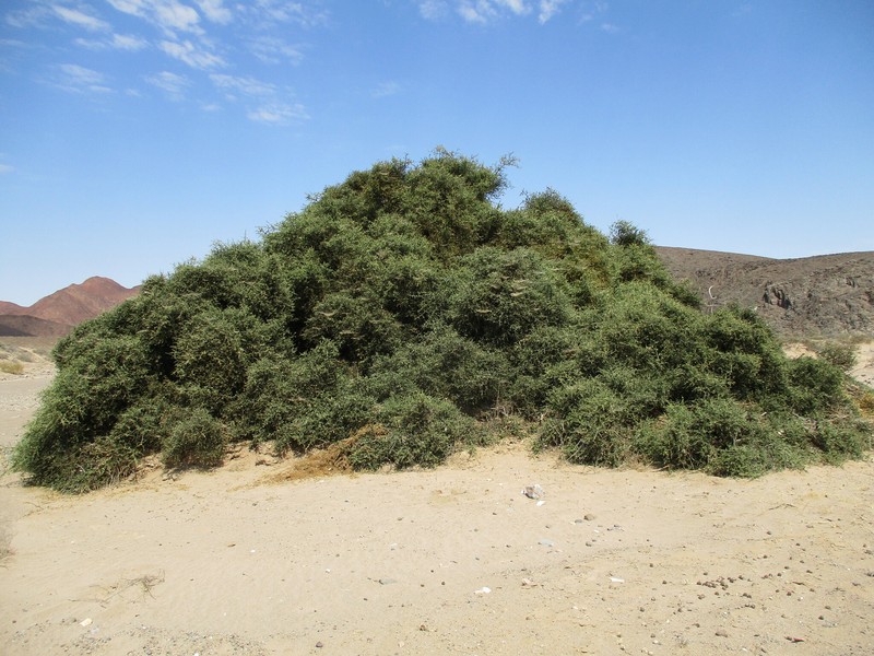 Balanites angolensis subsp. welwitschii photo 2