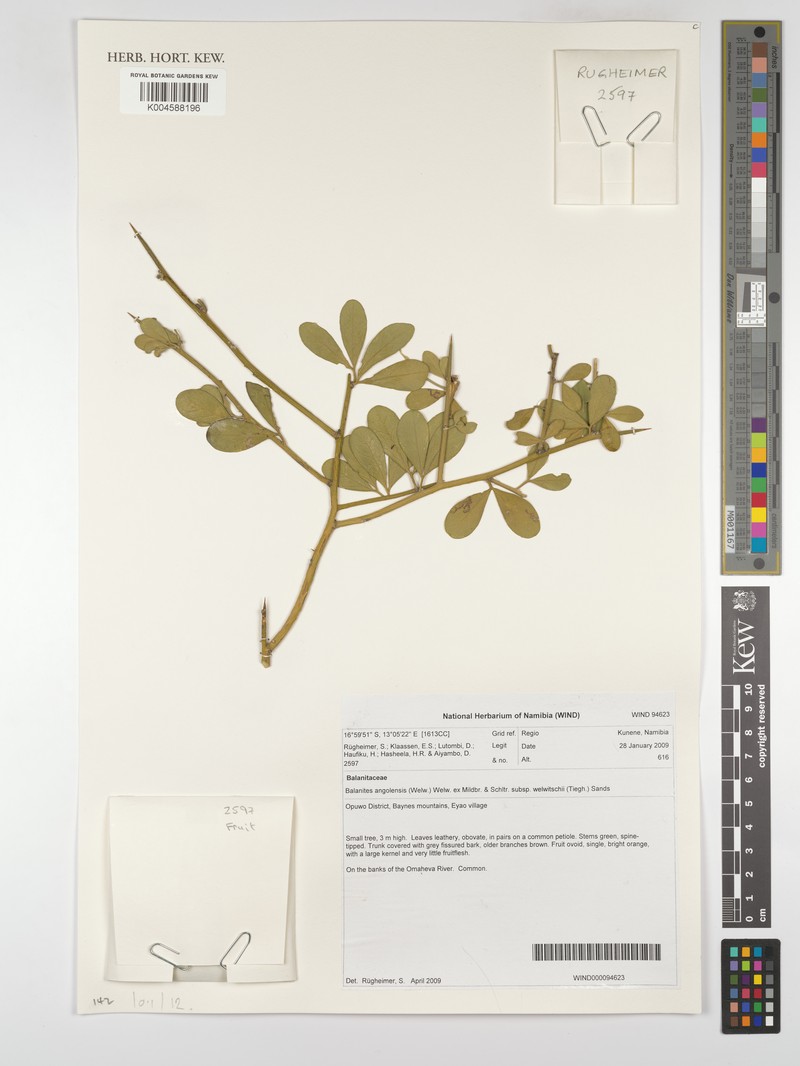 Balanites angolensis subsp. welwitschii photo 4