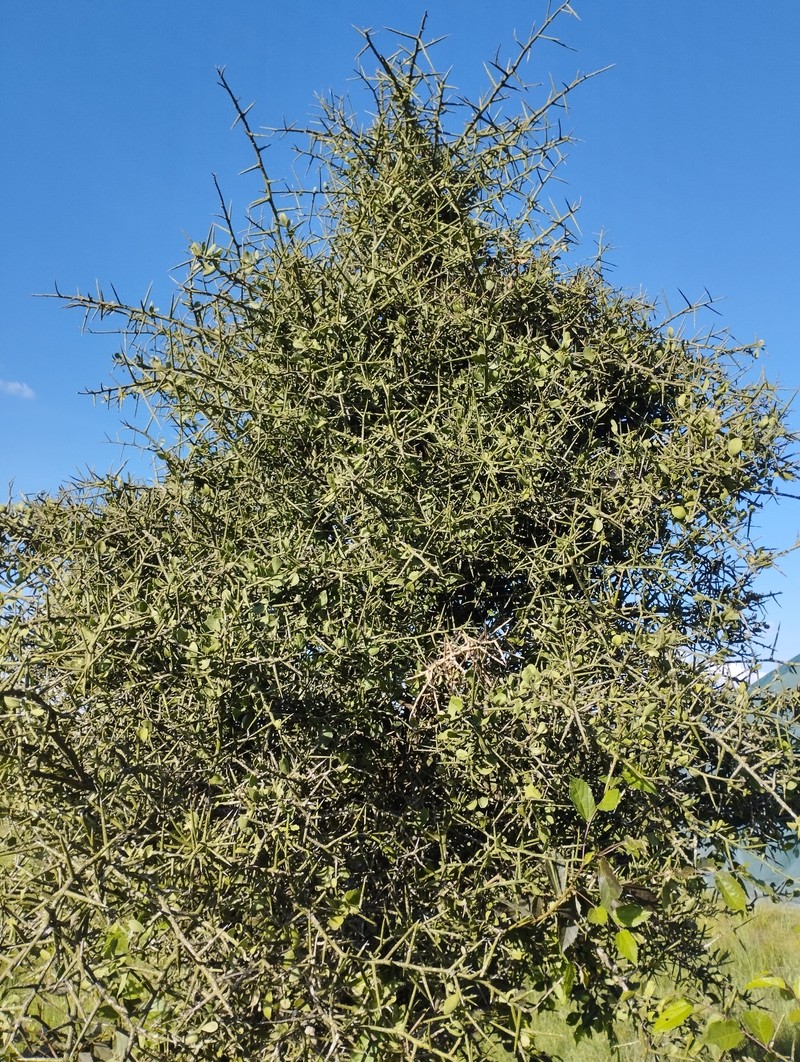 Balanites glabra photo 2