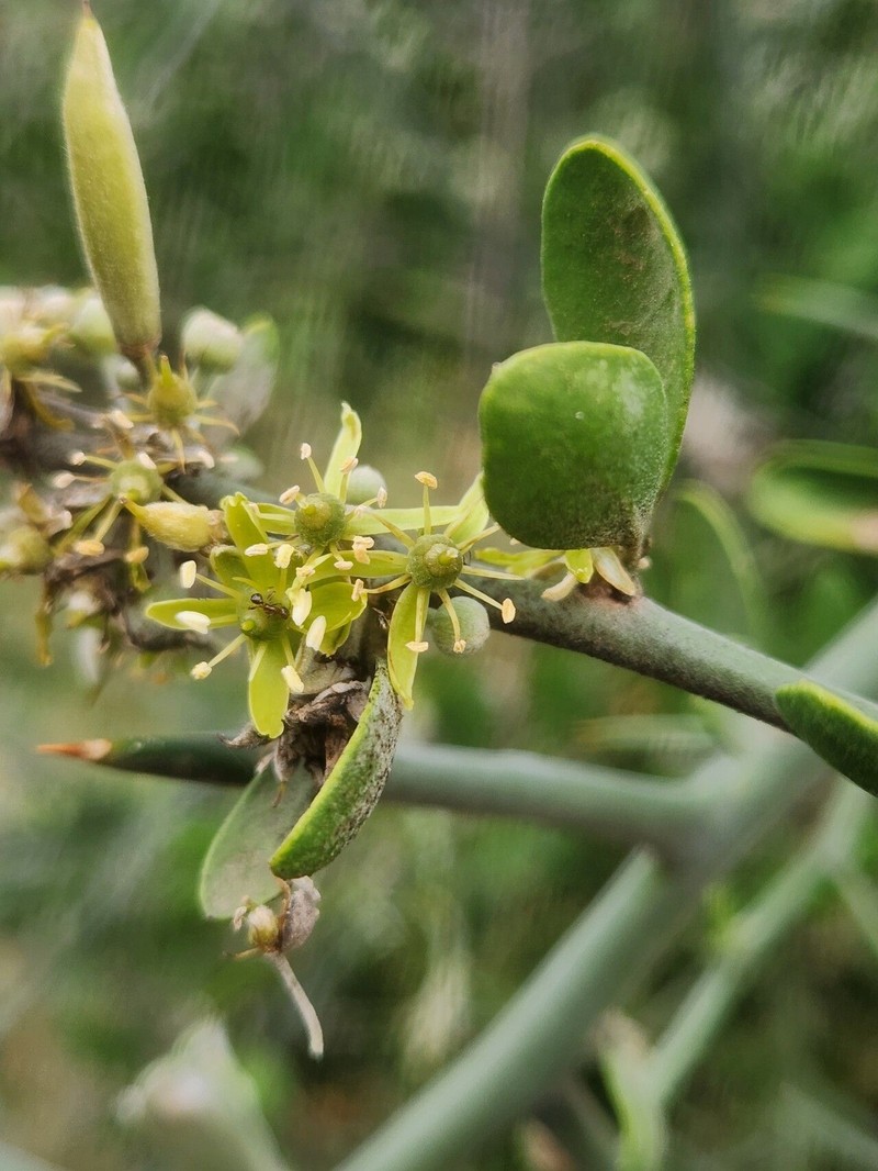 Balanites glabra photo 3
