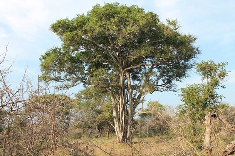 Manduro