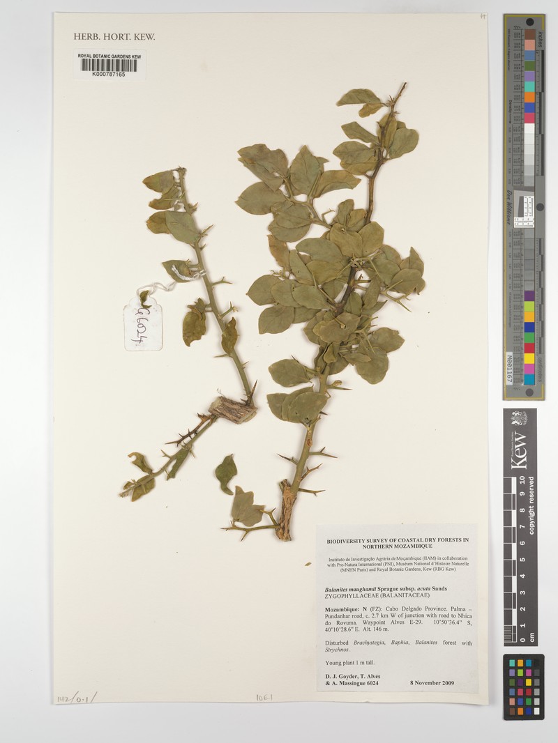 Balanites maughamii subsp. acuta