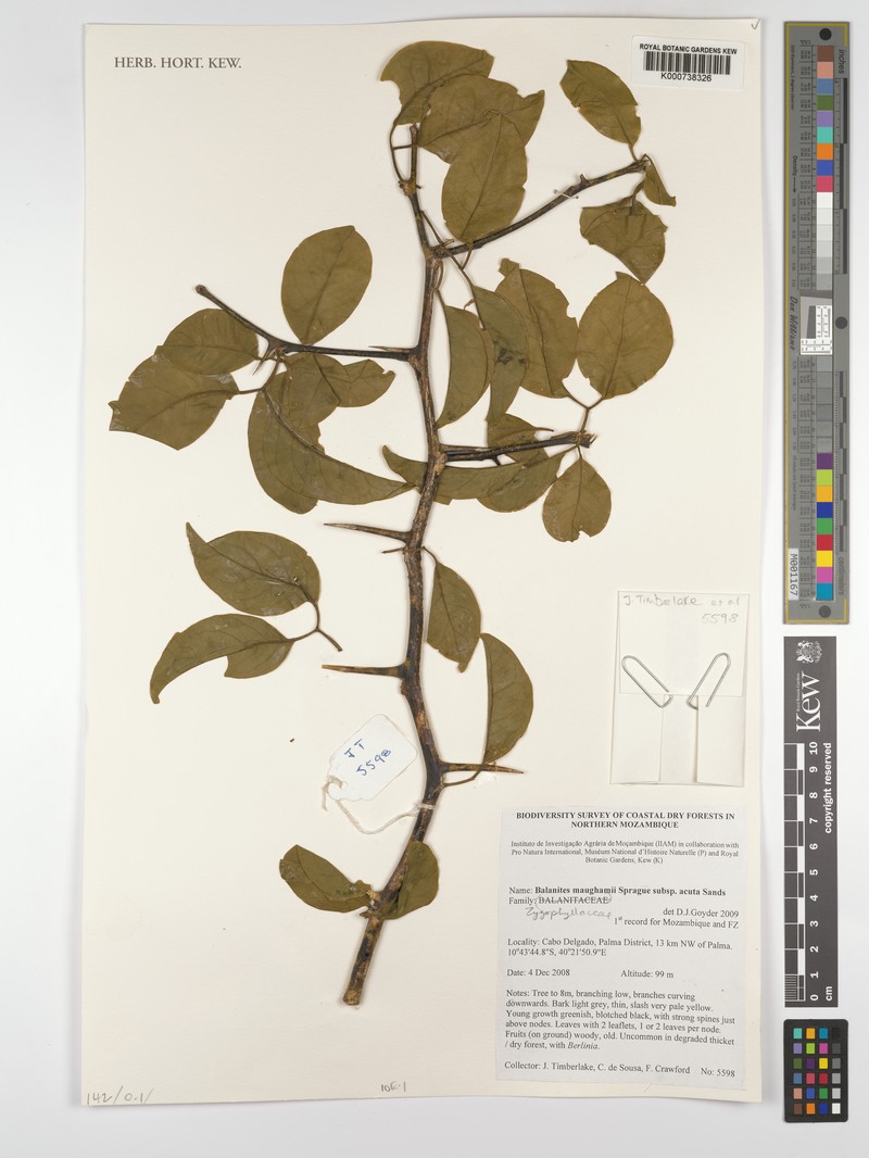 Balanites maughamii subsp. acuta photo 2