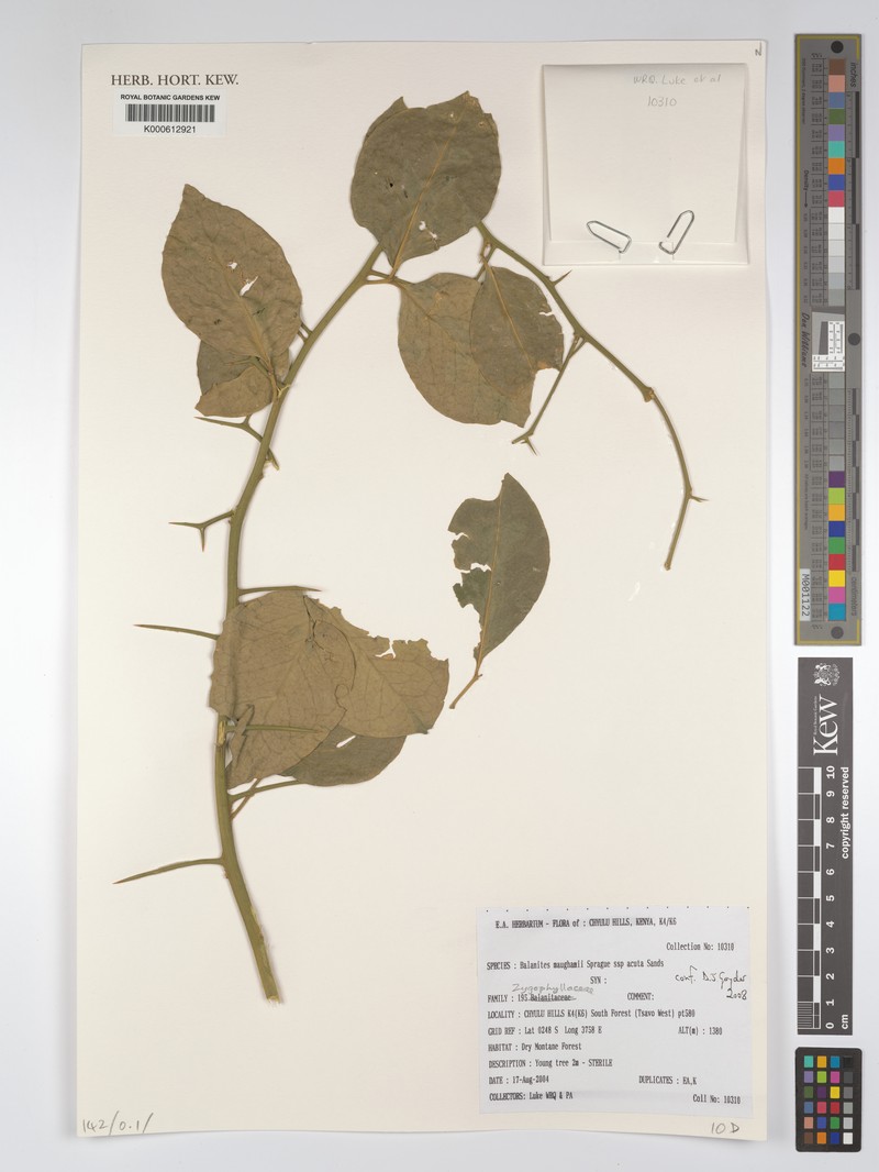Balanites maughamii subsp. acuta photo 3