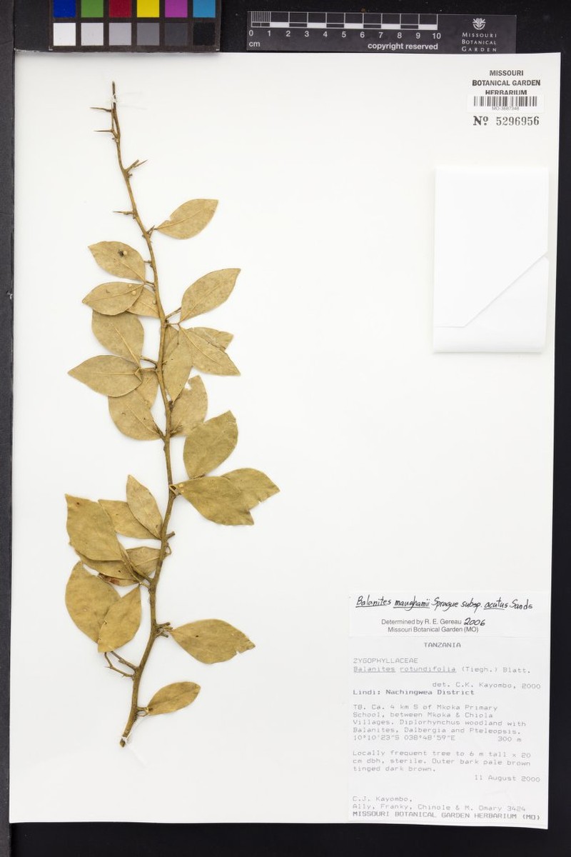 Balanites maughamii subsp. acuta photo 4