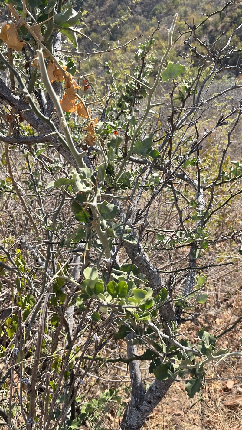 Balanites maughamii subsp. maughamii