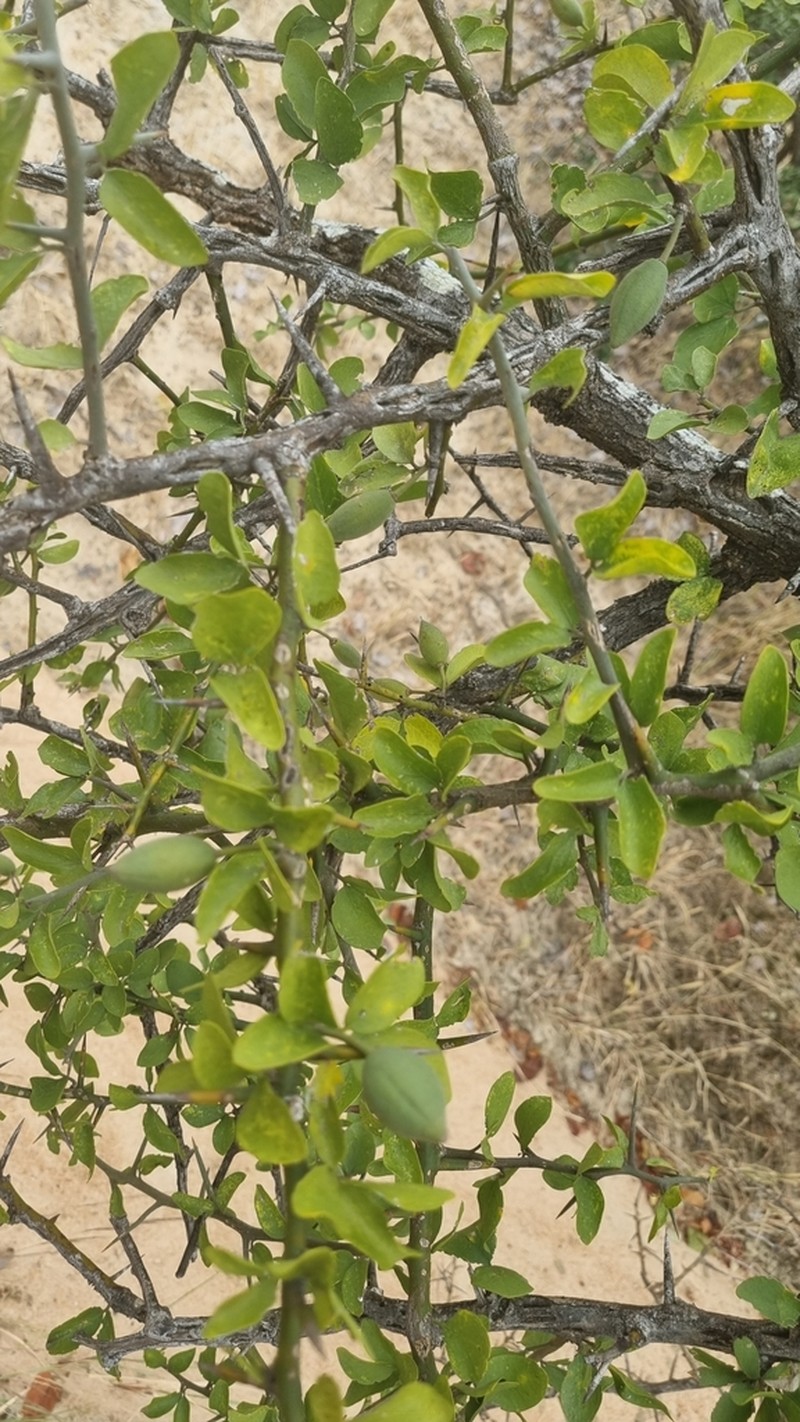 Balanites pedicellaris