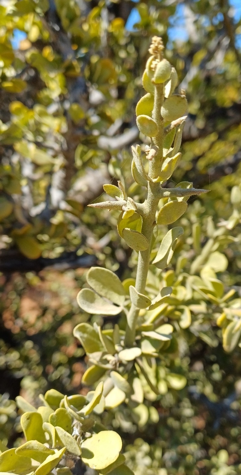 Balanites pedicellaris photo 2