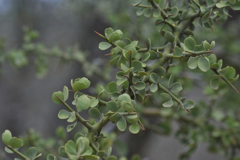 Balanites pedicellaris photo 3