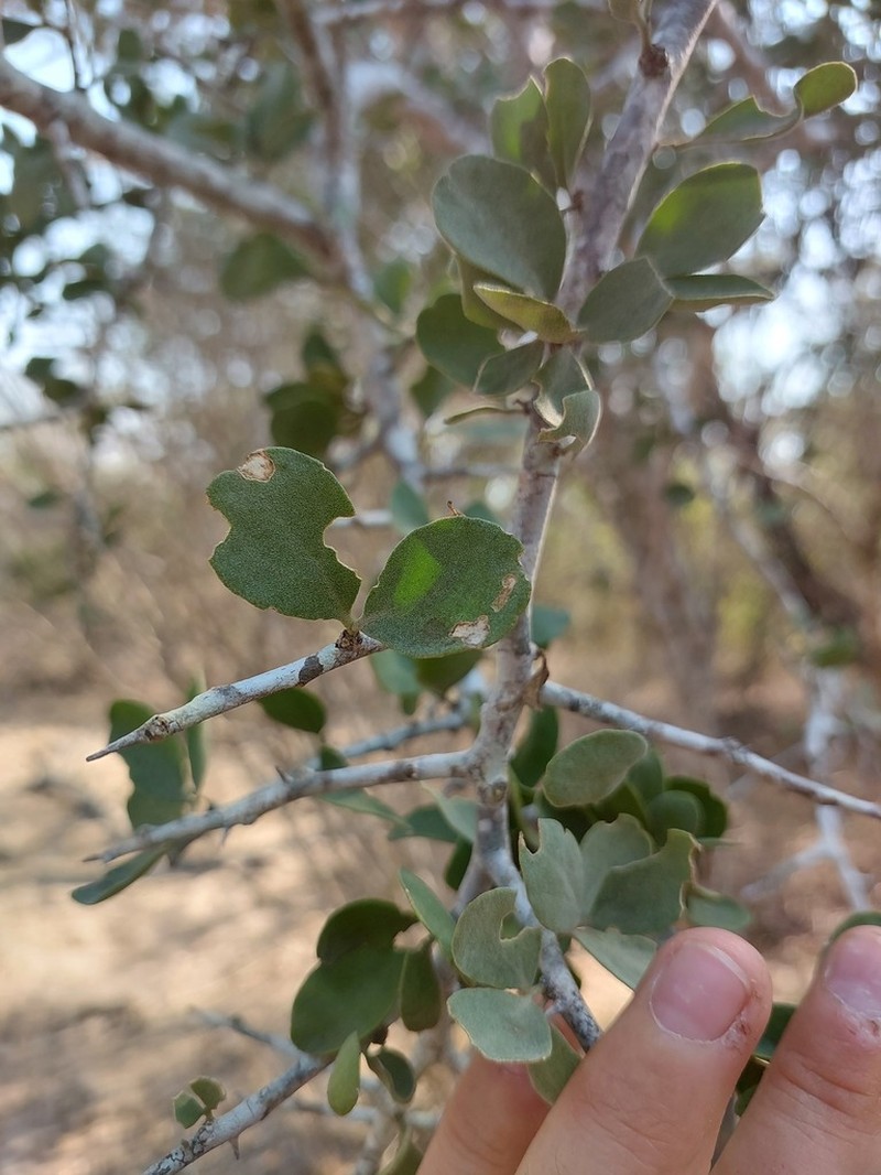 Balanites pedicellaris photo 4