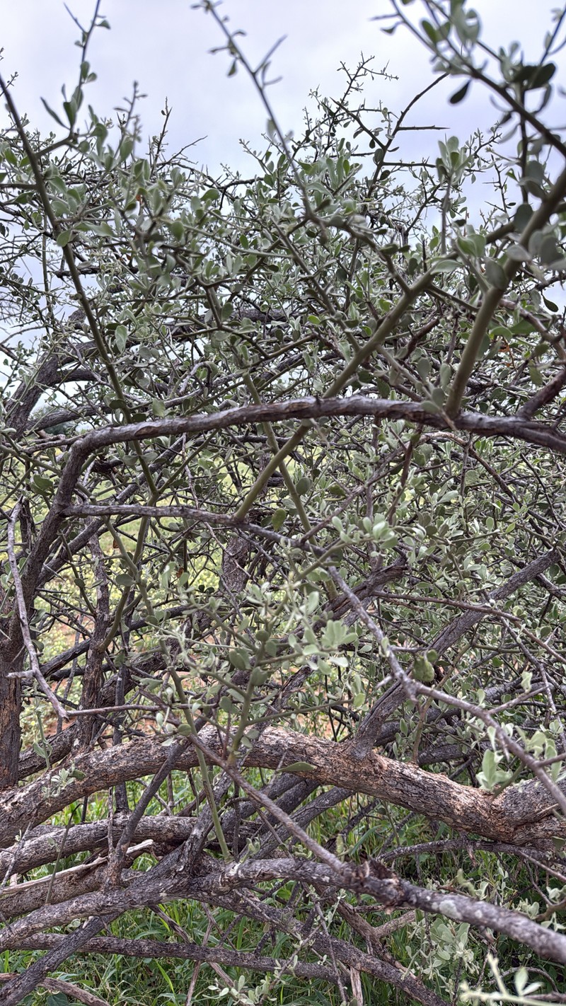 Balanites pedicellaris subsp. pedicellaris