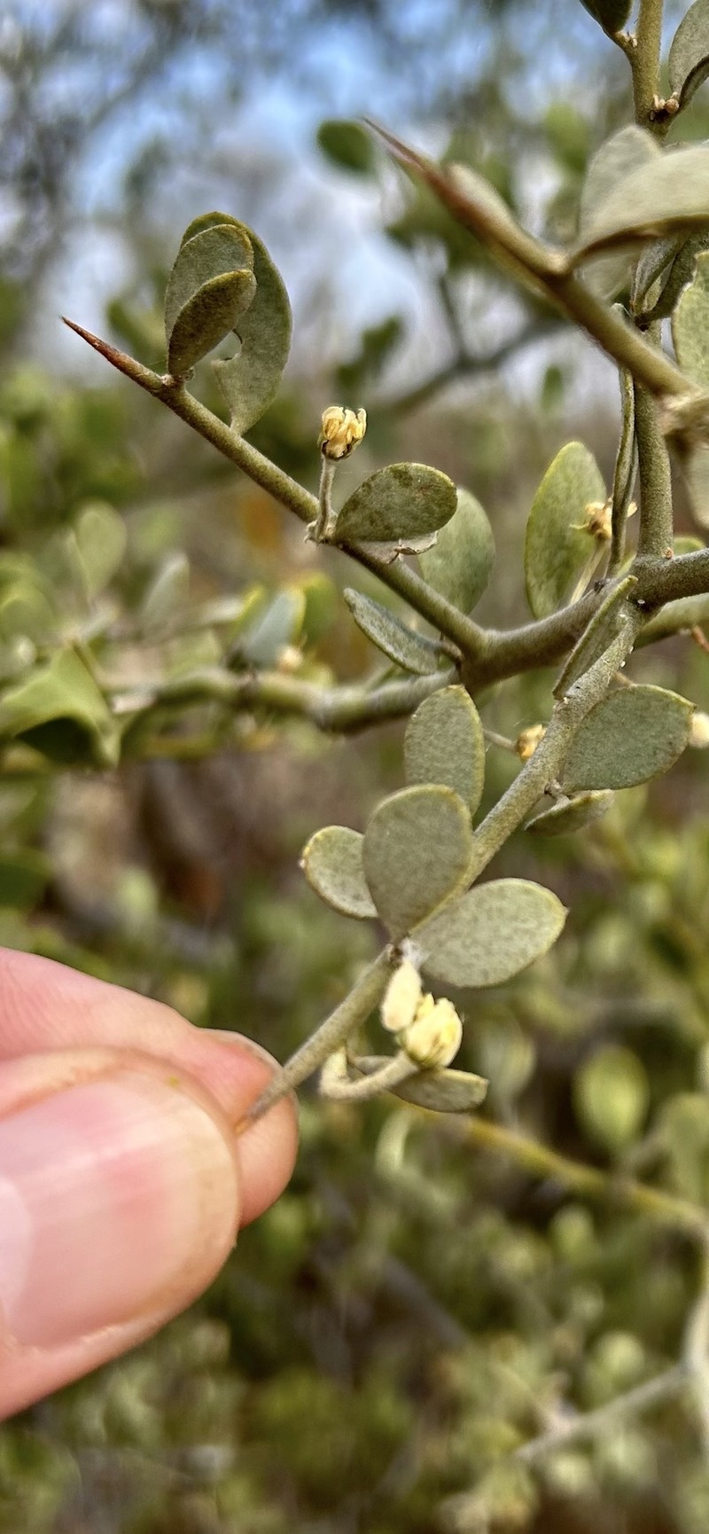 Balanites pedicellaris subsp. pedicellaris photo 2