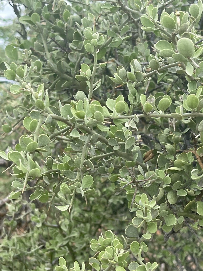 Balanites pedicellaris subsp. pedicellaris photo 4