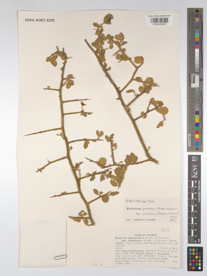 Balanites pedicellaris subsp. somalensis