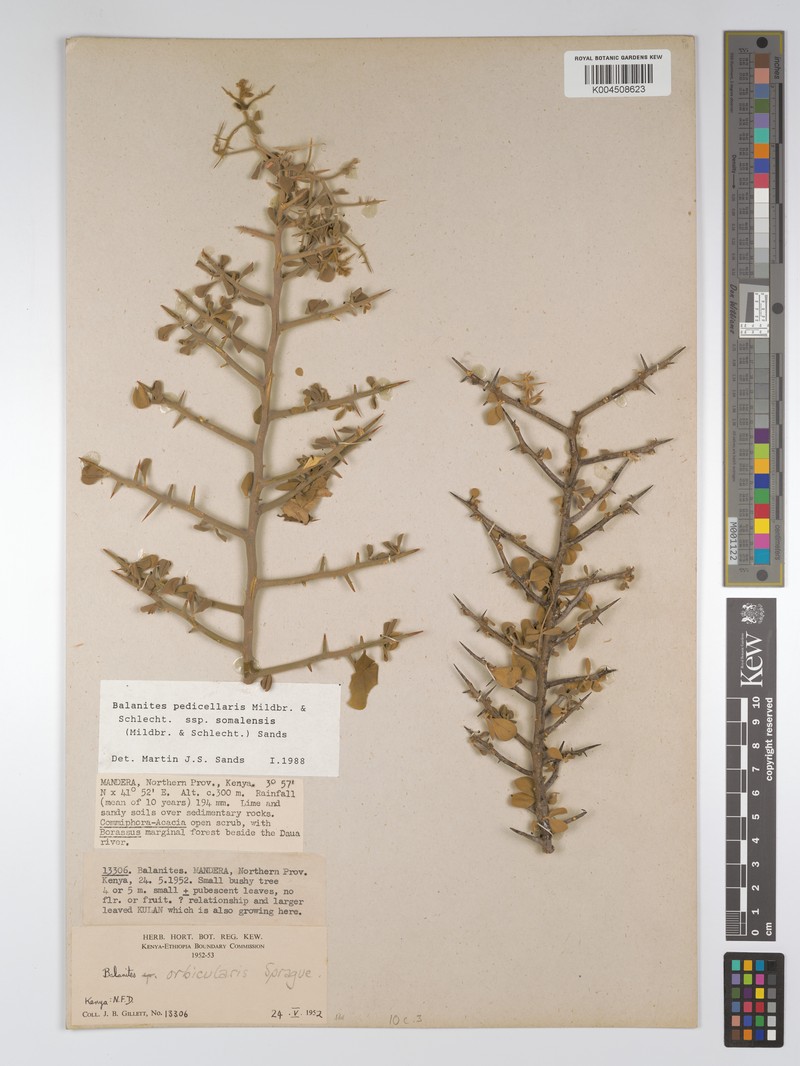 Balanites pedicellaris subsp. somalensis photo 2