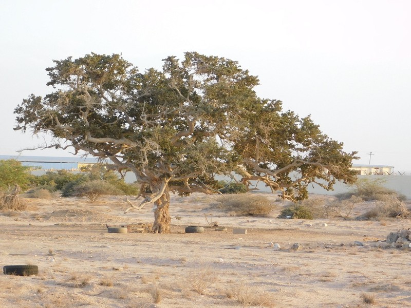 Balanites rotundifolia