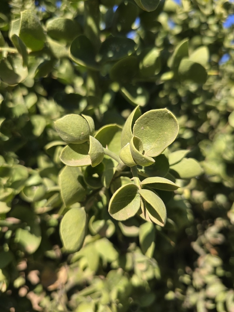 Balanites rotundifolia photo 2