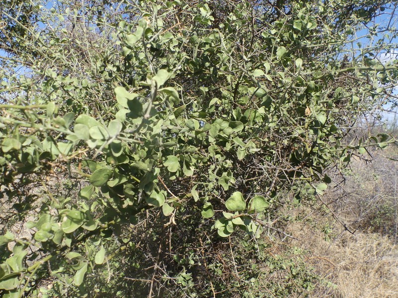Balanites rotundifolia photo 4