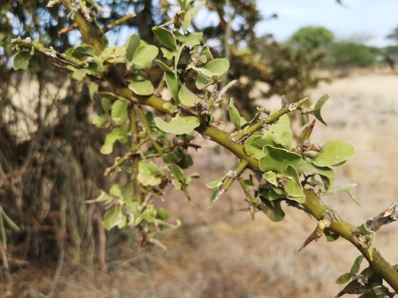 Balanites rotundifolia photo 5