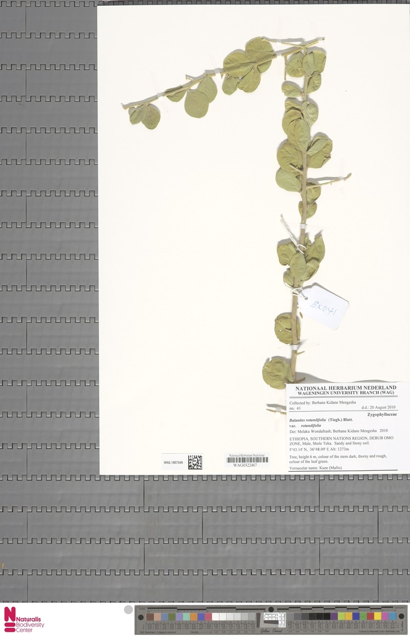Balanites rotundifolia var. rotundifolia