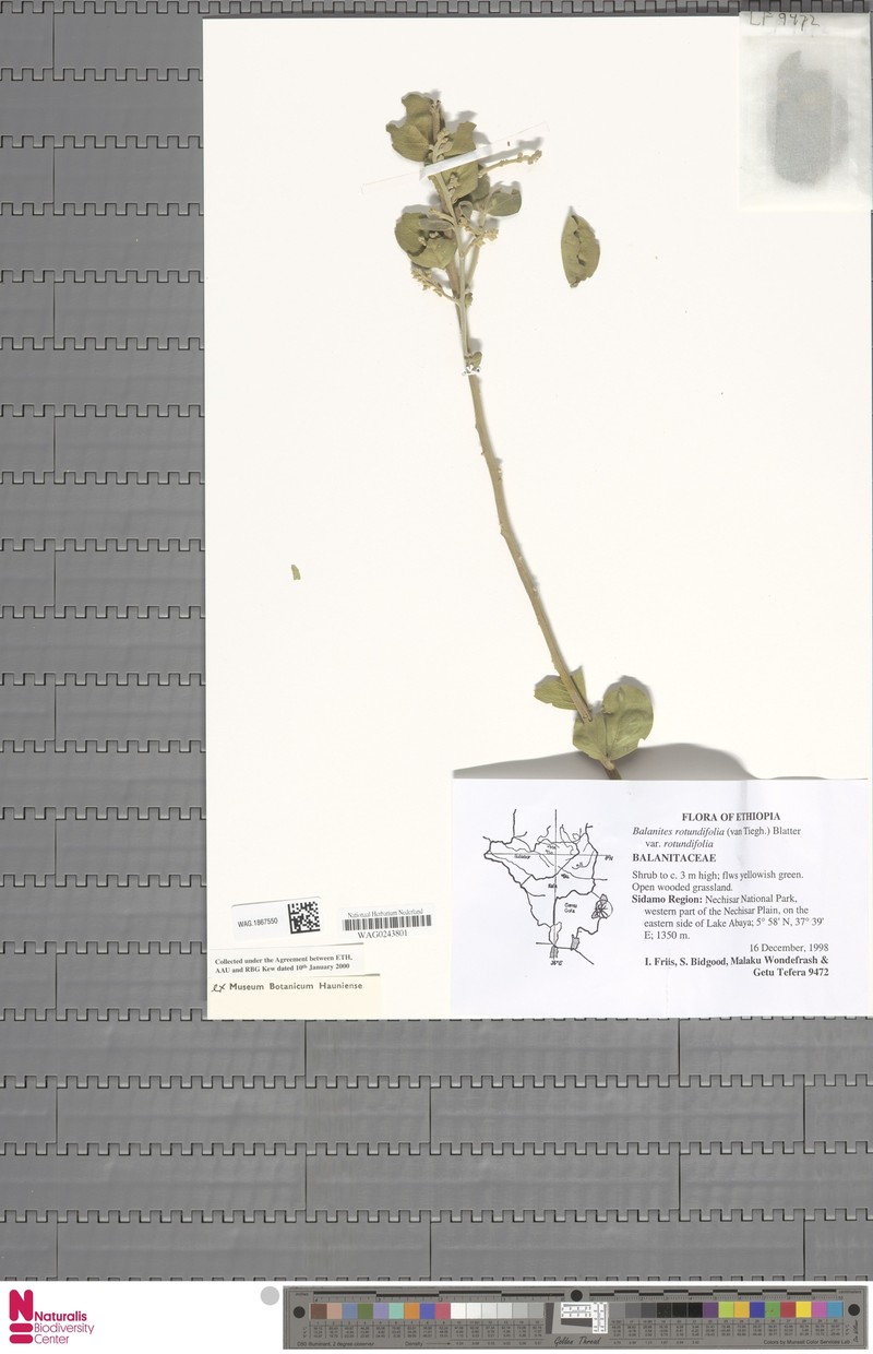 Balanites rotundifolia var. rotundifolia photo 2