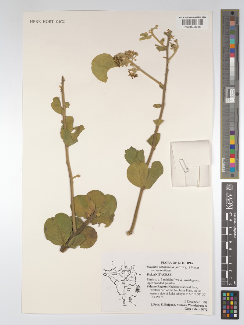 Balanites rotundifolia var. rotundifolia photo 3