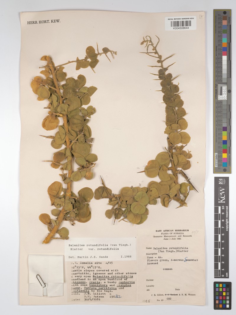 Balanites rotundifolia var. rotundifolia photo 4