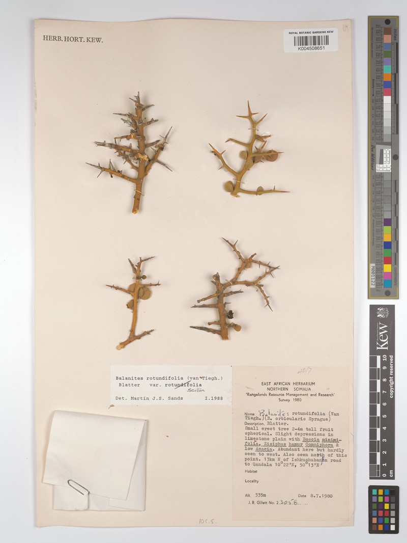 Balanites rotundifolia var. scillin